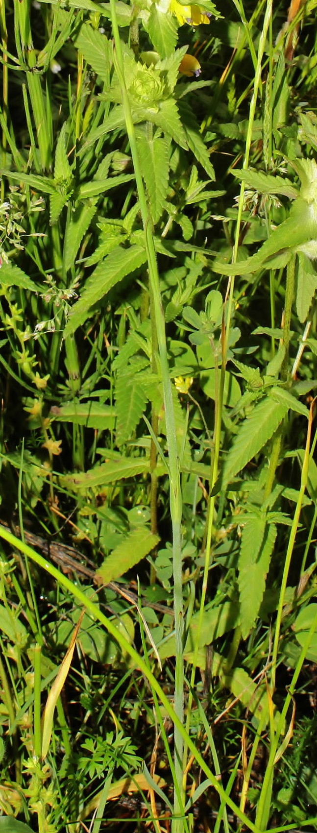 Petrorhagia da determinare
